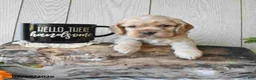 Cocker Spaniel dogs for sale: Banjo - Ad 1