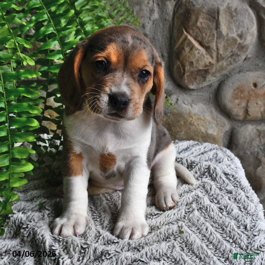 Mixed Breed dogs Bluebelle - Ad 1