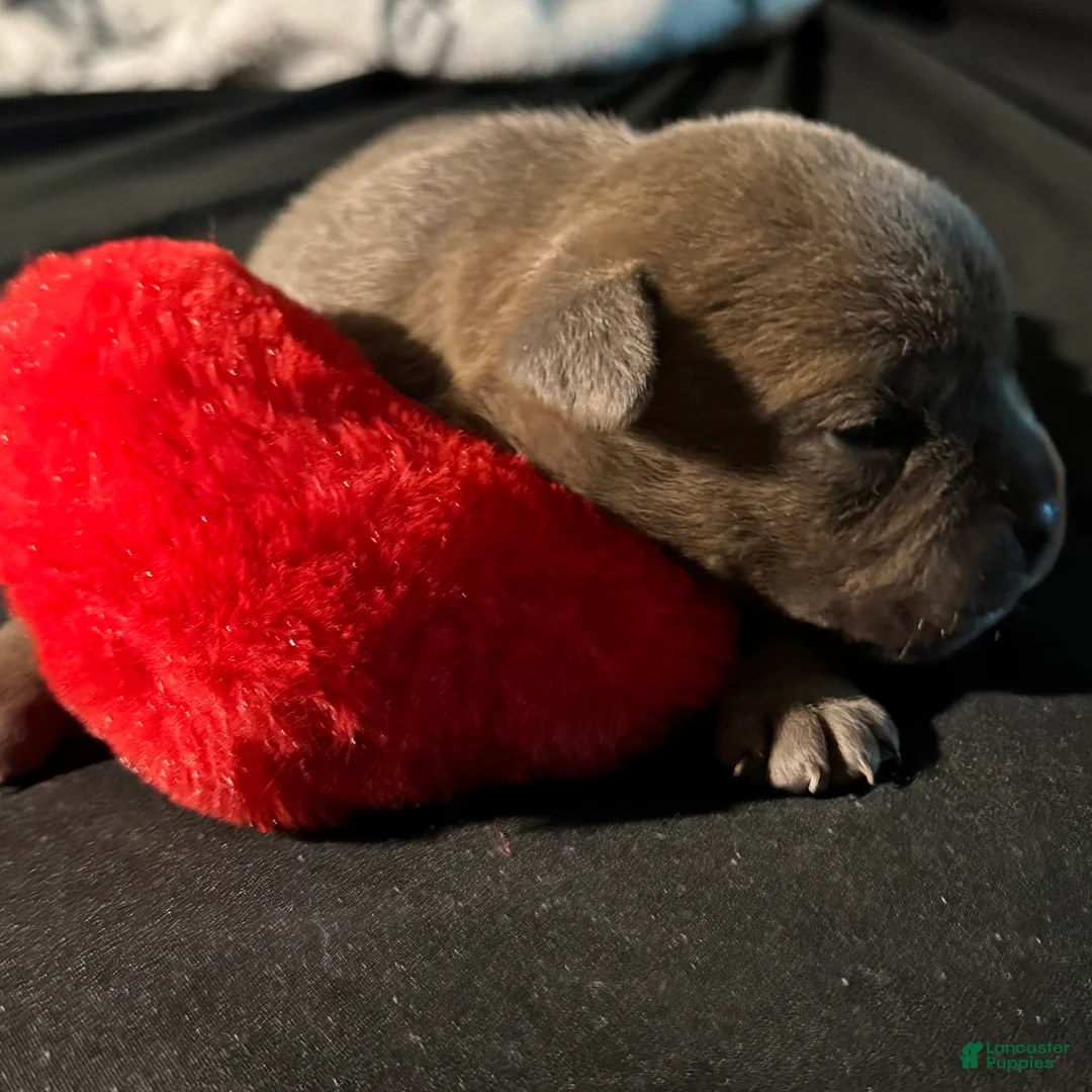 American Bully dogs for sale: American Bully Puppy 6 - Ad 2