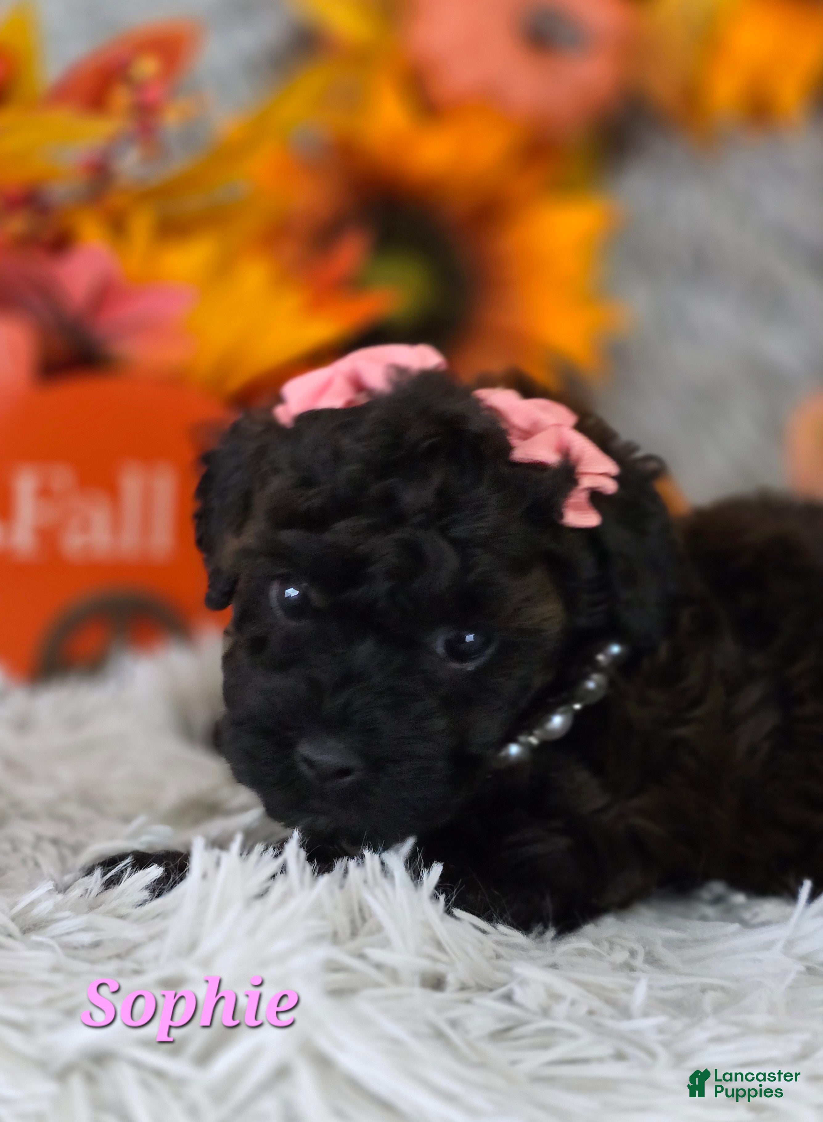 Toy Poodle dogs Sophie - Ad 2