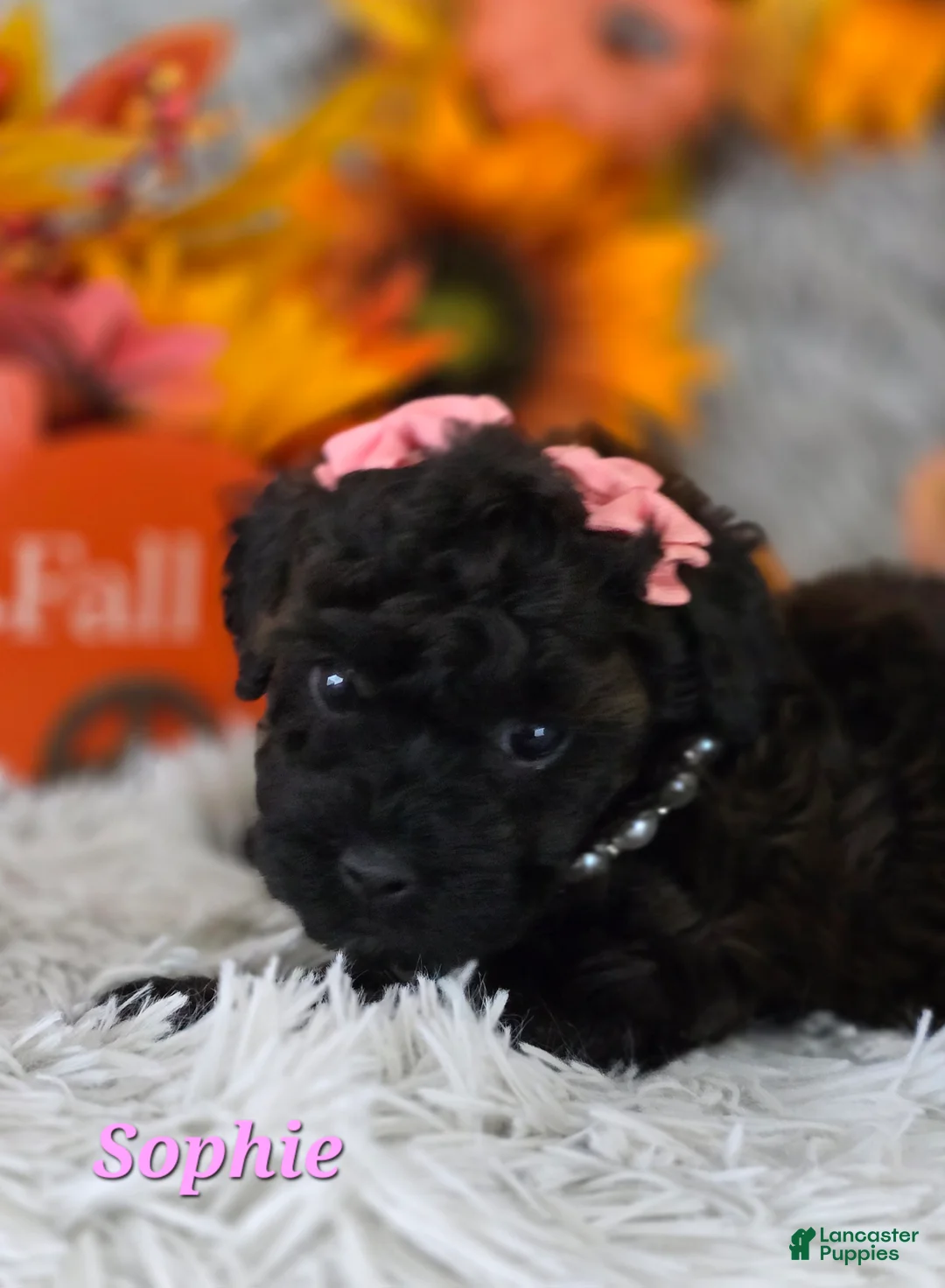 Toy Poodle dogs for sale: Sophie - Ad 2