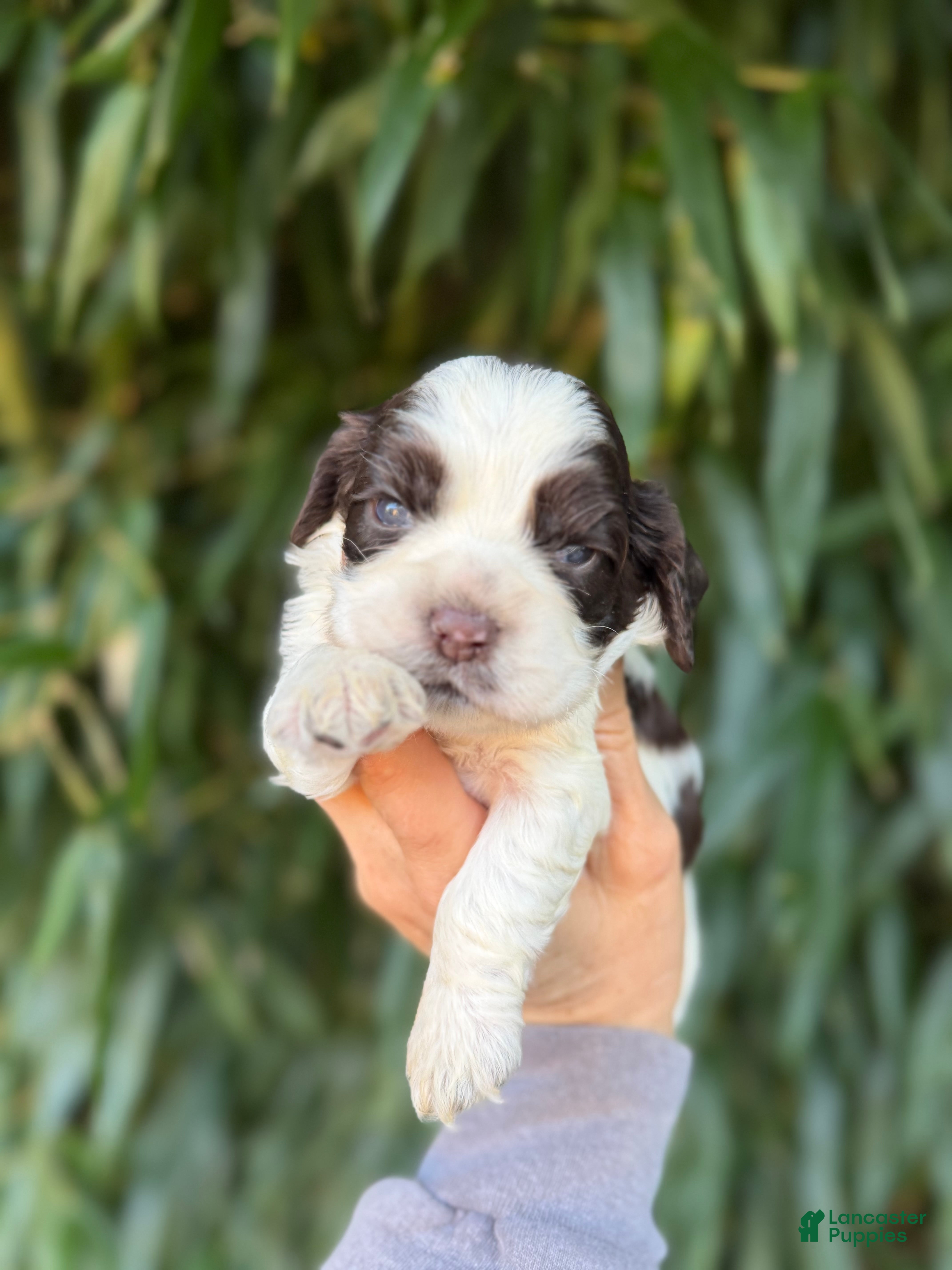 Cocker Spaniel dogs Cocker Spaniel 2 - Ad 35