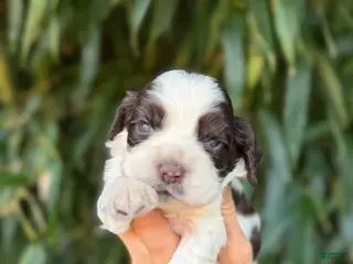 Cocker Spaniel dogs Cocker Spaniel 2 - Ad 41