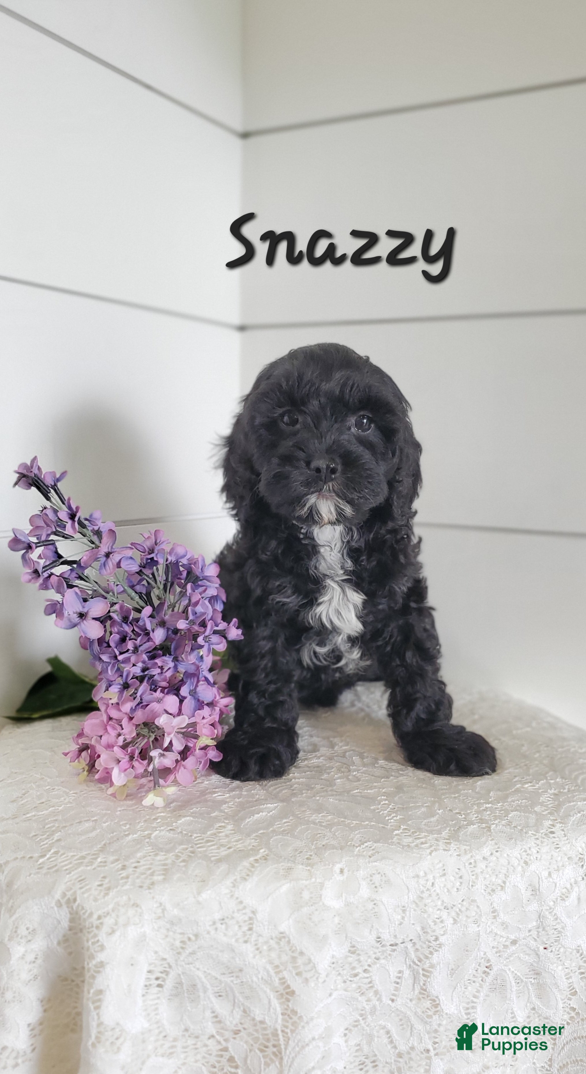 Cavapoo dogs Snazzy - Ad 39