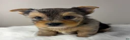 Yorkshire Terrier dogs for sale: Maverick  - Ad 4