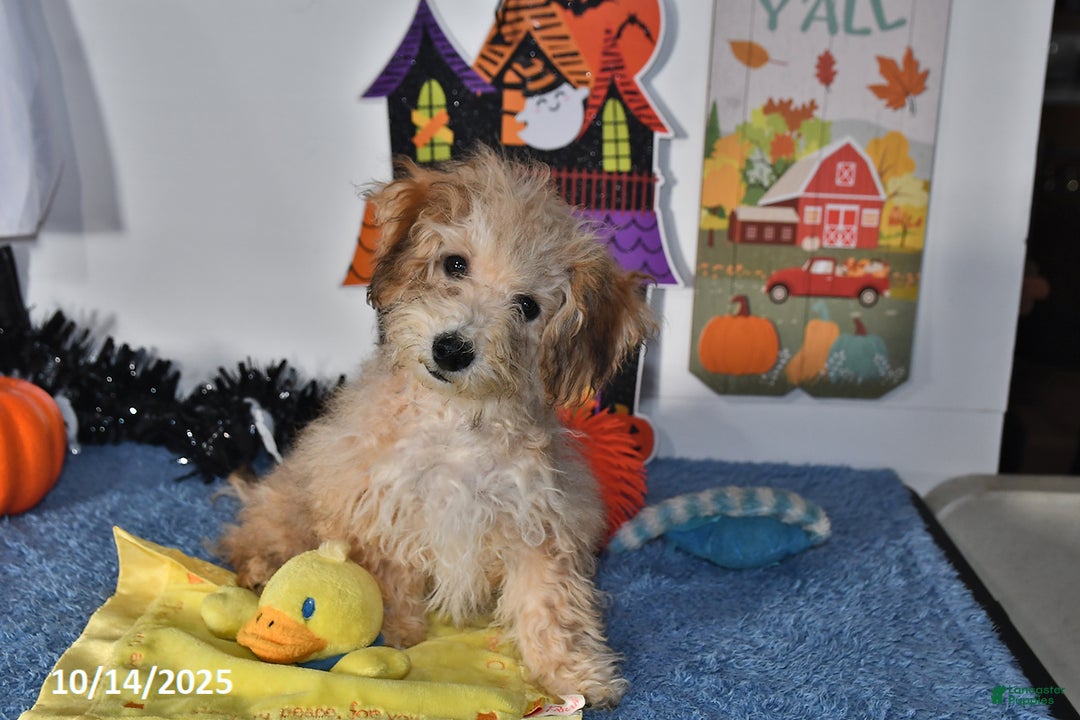 Bichpoo dogs for sale: Buster Brown - Ad 6