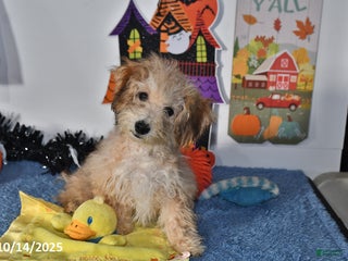 Bichpoo dogs - Ad 20