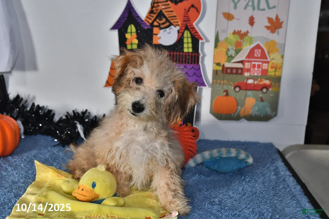 Bichpoo dogs for sale: Buster Brown - Ad 21