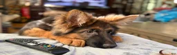 German Shepherd dogs for sale: Cuddles - Ad 16