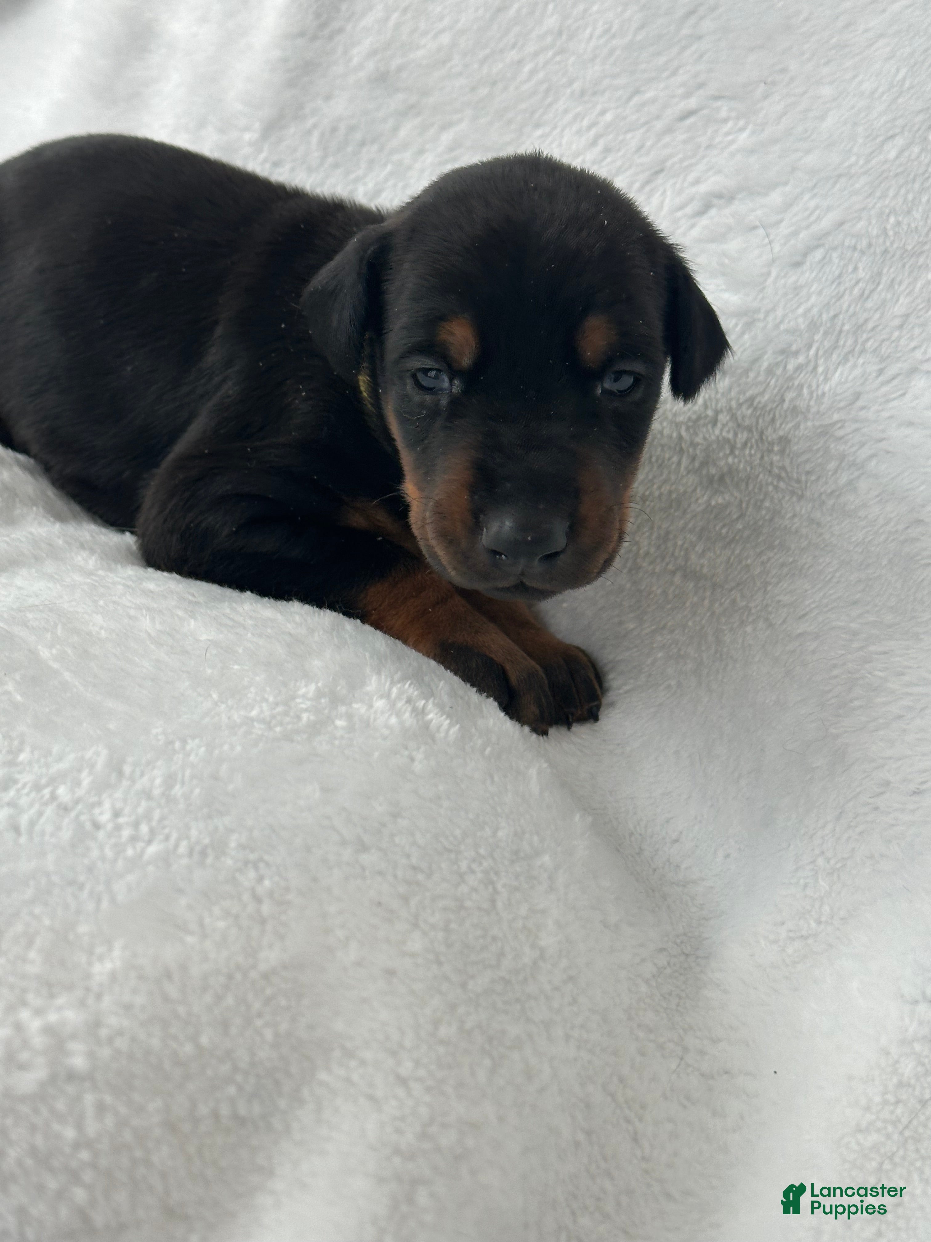 Doberman Pinscher dogs Doberman Pinscher Puppy 6 - Ad 34