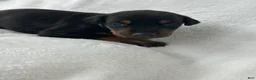 Doberman Pinscher dogs for sale: Doberman Pinscher Puppy 6 - Ad 1
