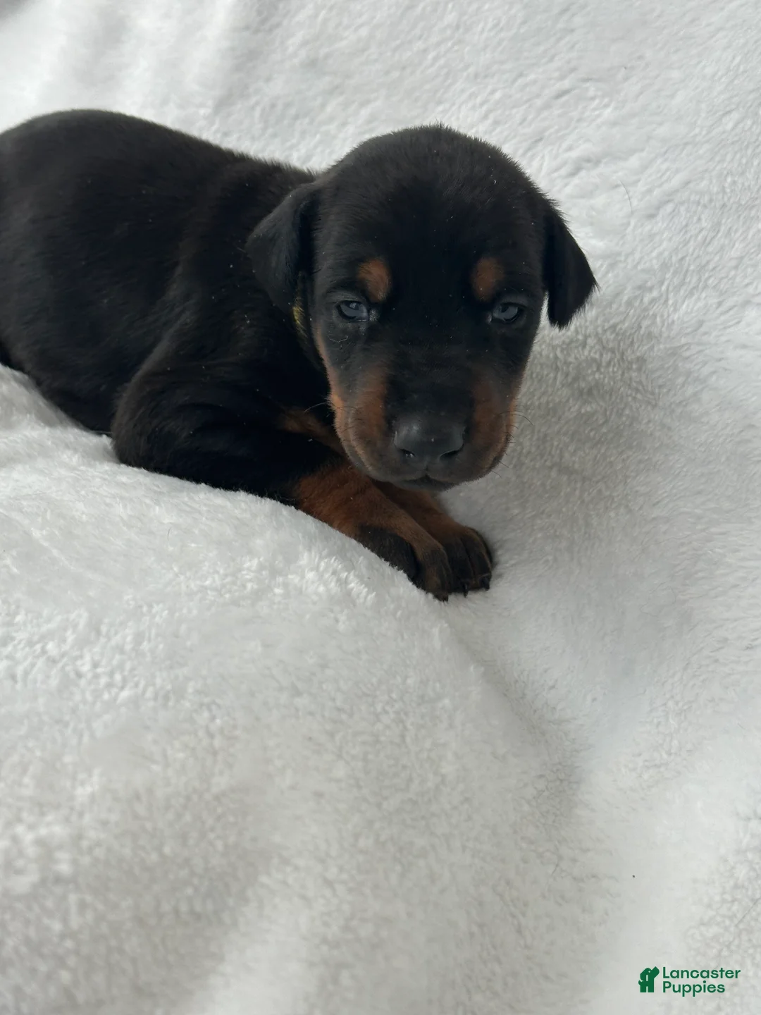 Doberman Pinscher dogs for sale: Doberman Pinscher Puppy 6 - Ad 1