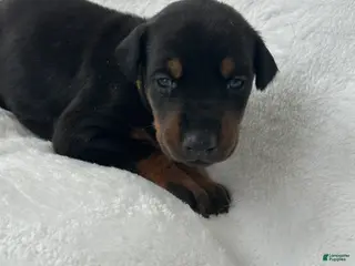 Doberman Pinscher dogs Doberman Pinscher Puppy 6 - Ad 34