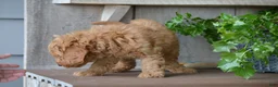 Mini Goldendoodle dogs for sale: Bentley - Ad 10