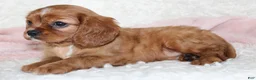 Cavalier King Charles Spaniel dogs for sale: Cavalier King Charles Spaniel 5 - Ad 4