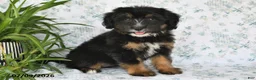 Mini Bernedoodle dogs for sale: Tara - Ad 5