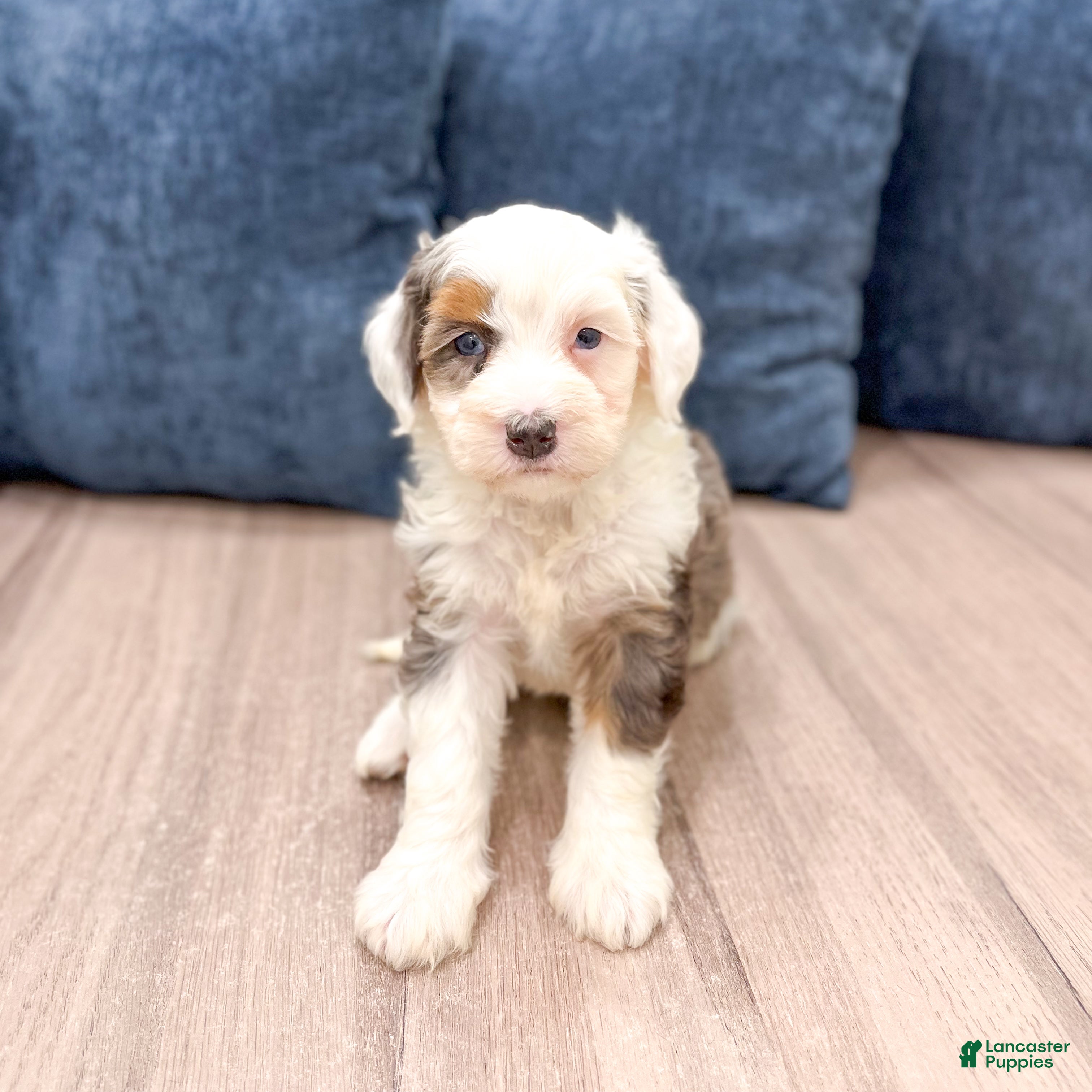 Mini Bernedoodle dogs Lucy - Ad 2