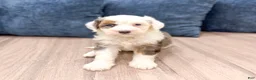 Mini Bernedoodle dogs for sale: Lucy - Ad 2