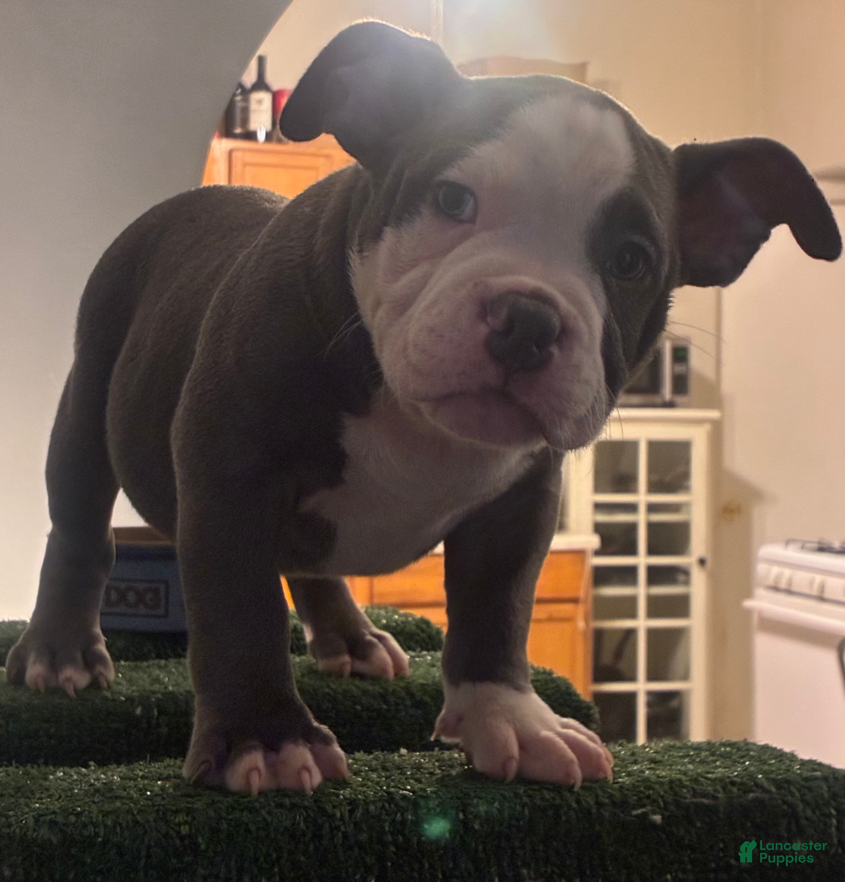 American Bully dogs American Bully 1 - Ad 11