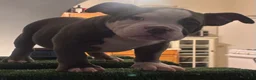 American Bully dogs for sale: American Bully 1 - Ad 2