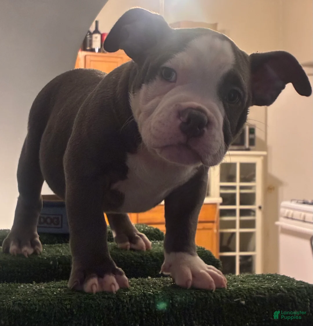 American Bully dogs for sale: American Bully 1 - Ad 2