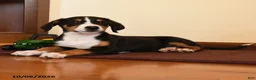 Greater Swiss Mountain Dog dogs for sale: Poppy - Ad 3