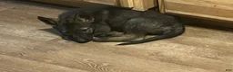 German Shepherd dogs for sale: Red - Ad 4
