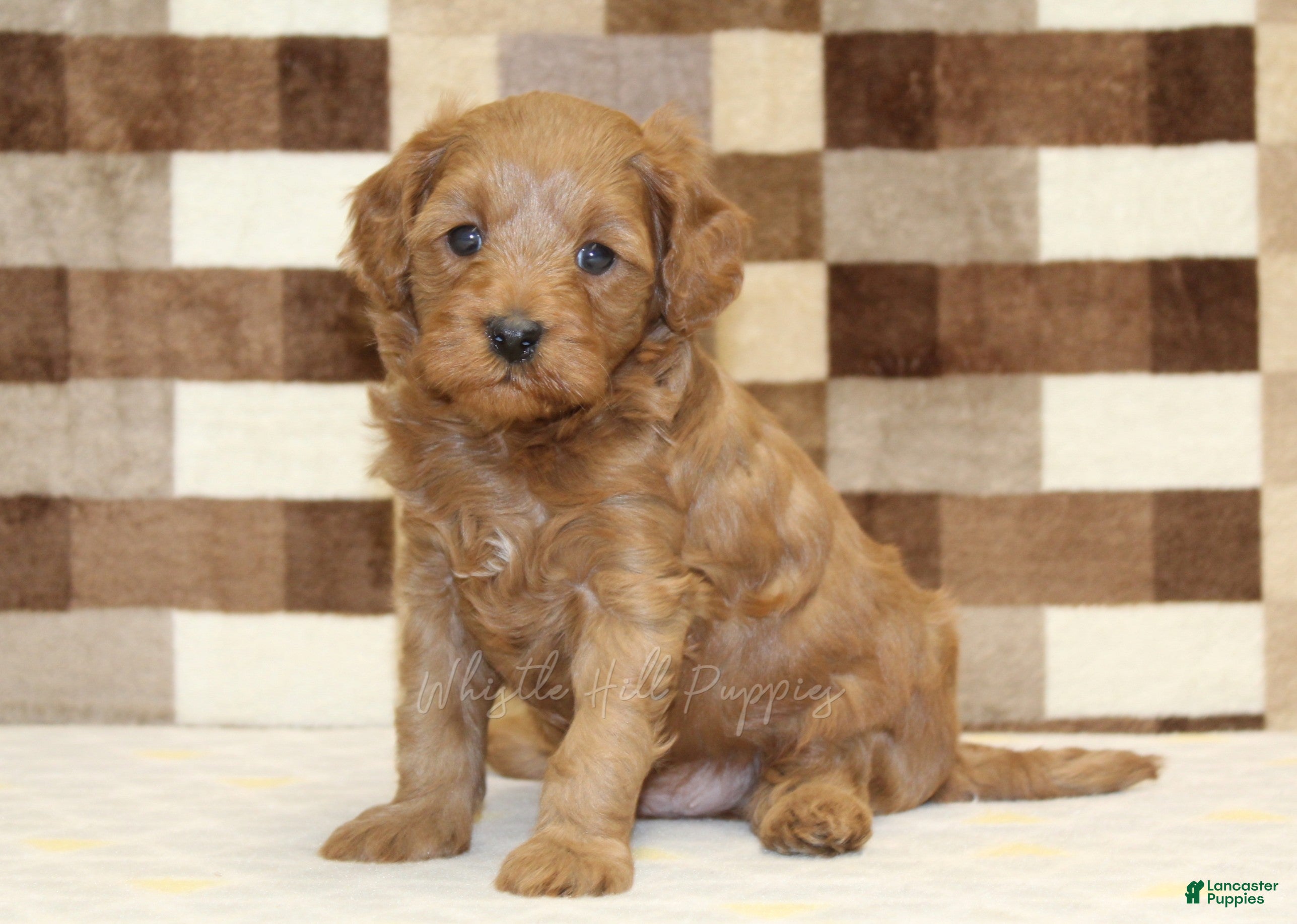 Cavapoo dogs Oscar - Ad 1