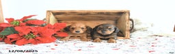 Miniature Dachshund dogs for sale: Carson - Ad 3