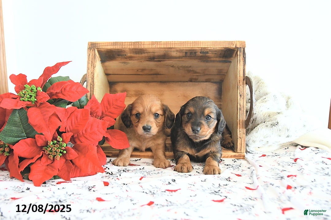 Miniature Dachshund dogs for sale: Carson - Ad 3