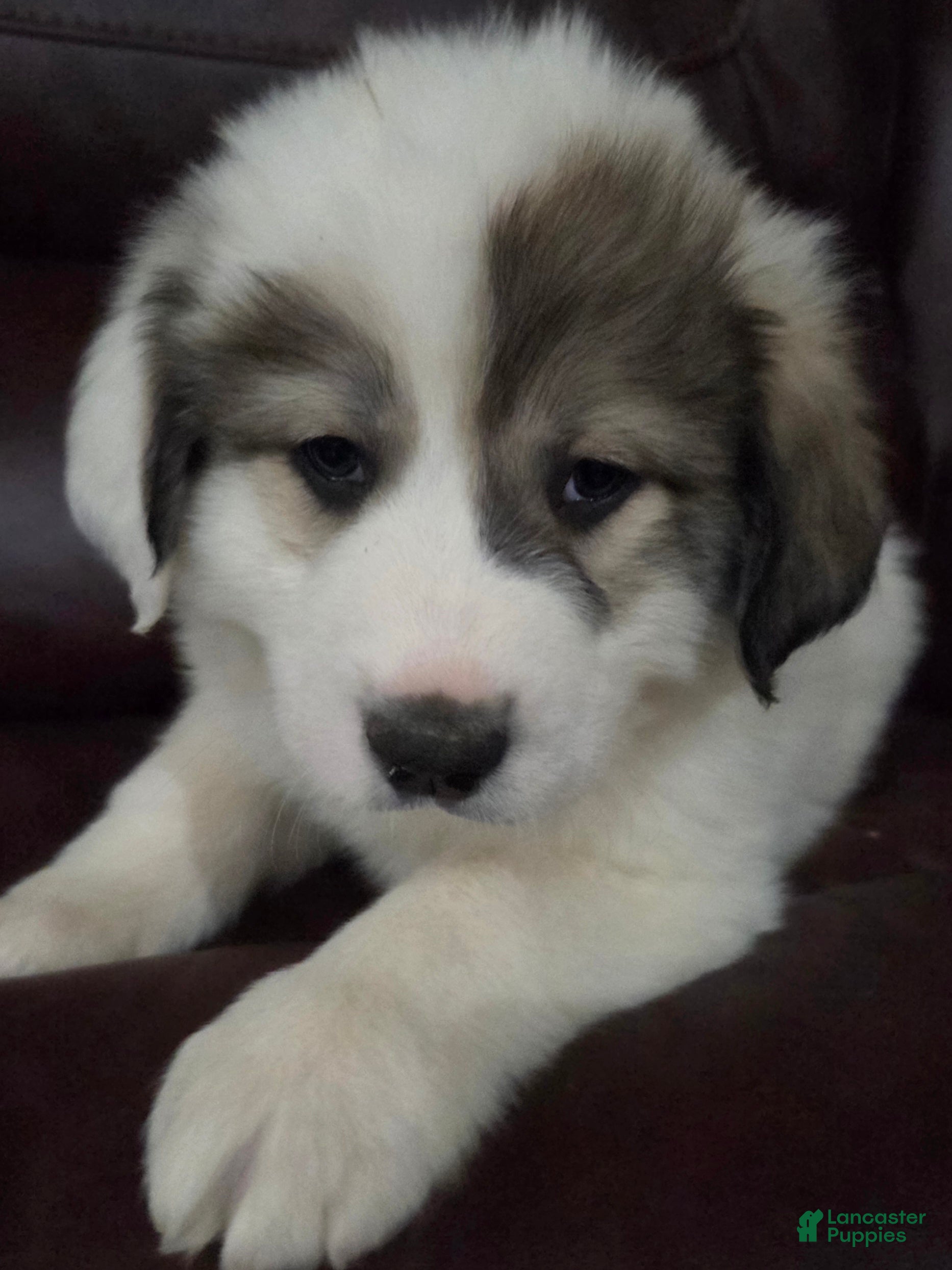 Great Pyrenees dogs Patrick - Ad 13