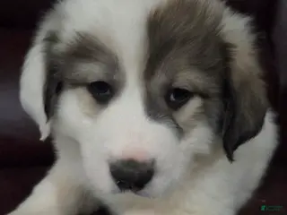 Great Pyrenees dogs Patrick - Ad 17