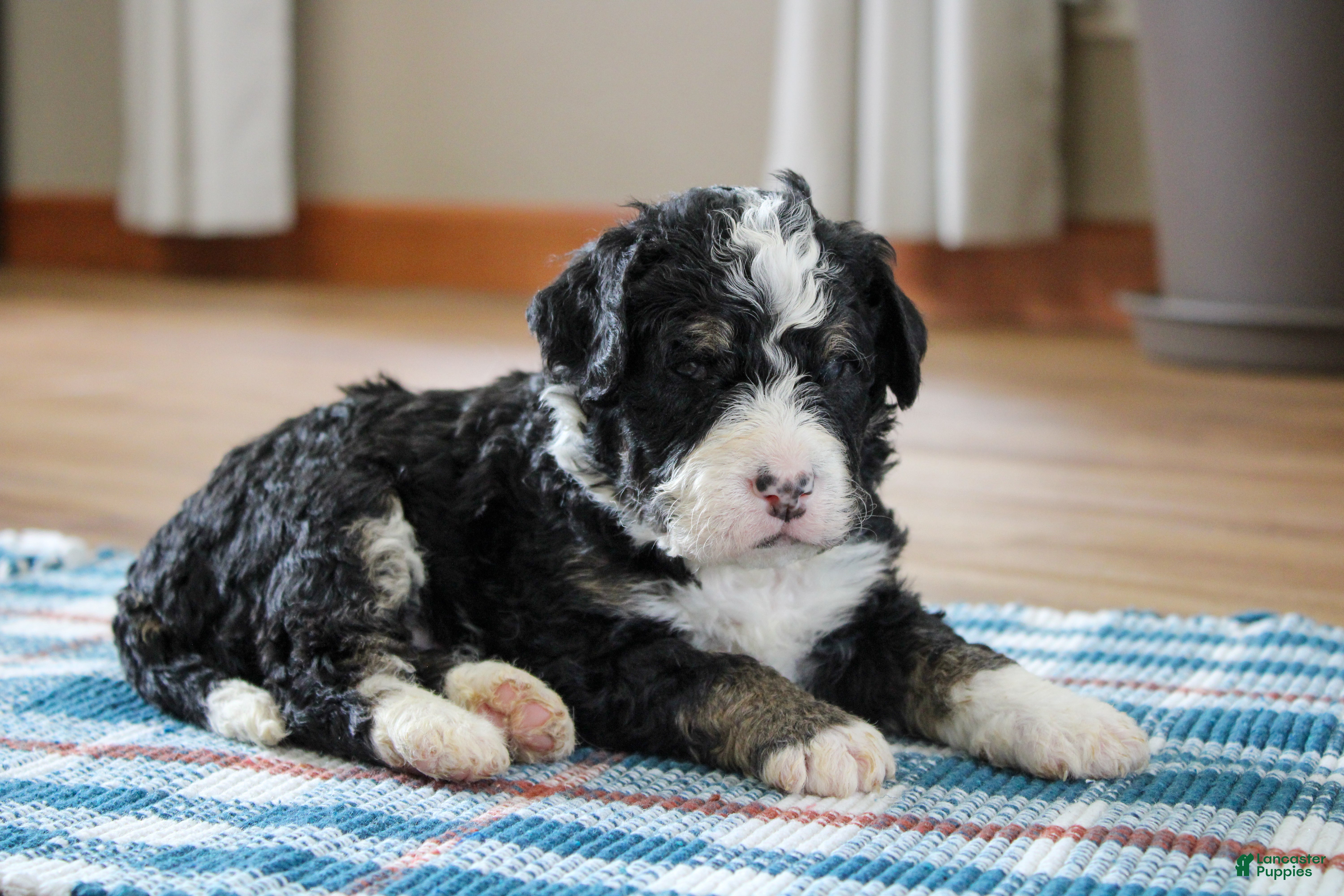 Mini Bernedoodle dogs Parker - Ad 1