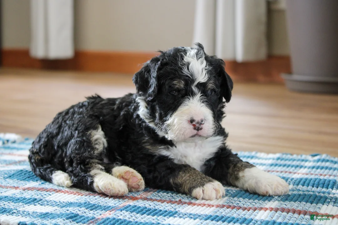 Mini Bernedoodle dogs for sale: Parker - Ad 1