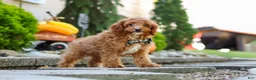 Cavapoo dogs for sale: Justin - Ad 5