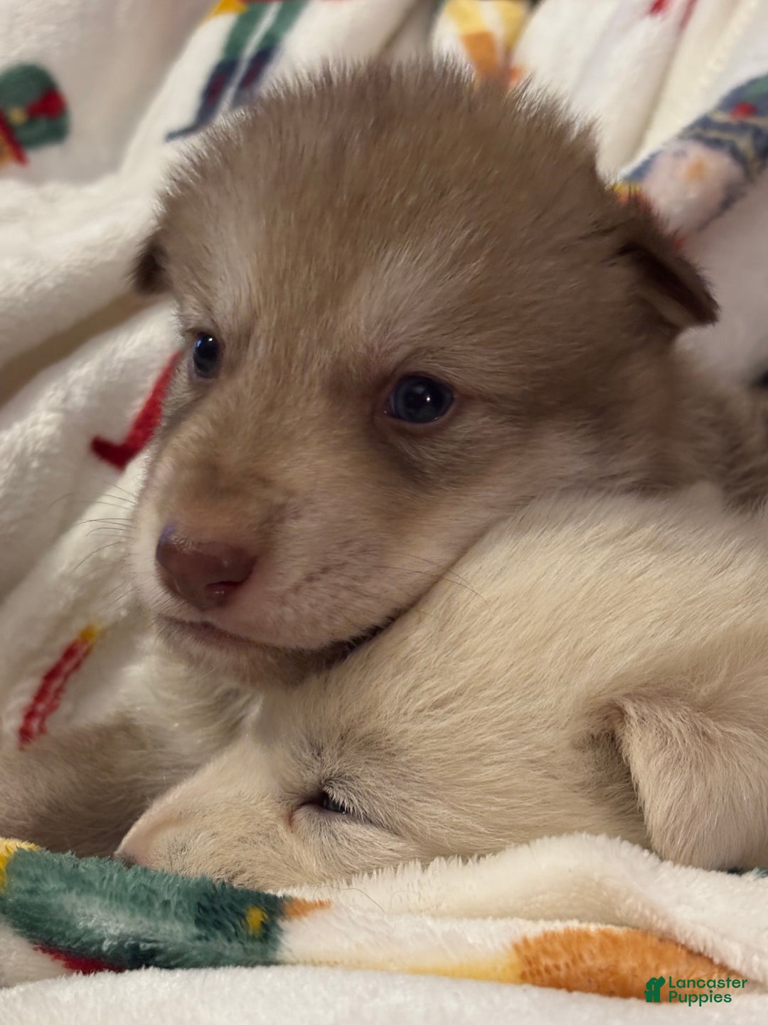 Mixed Breed dogs for sale: Light red male wolfdog  - Ad 1