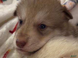 Mixed Breed dogs Light red male wolfdog - Ad 41