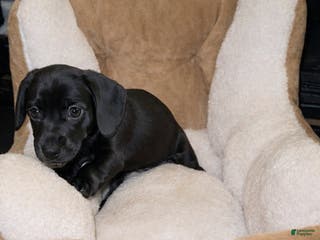 Miniature Dachshund dogs Miniature Dachshund Boy 2 - Ad 2