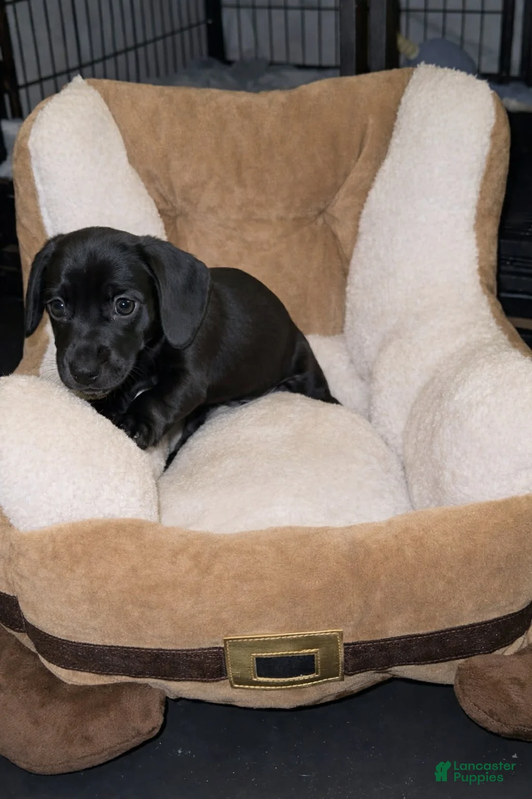 Miniature Dachshund dogs for sale: Miniature Dachshund Boy 2 - Ad 1