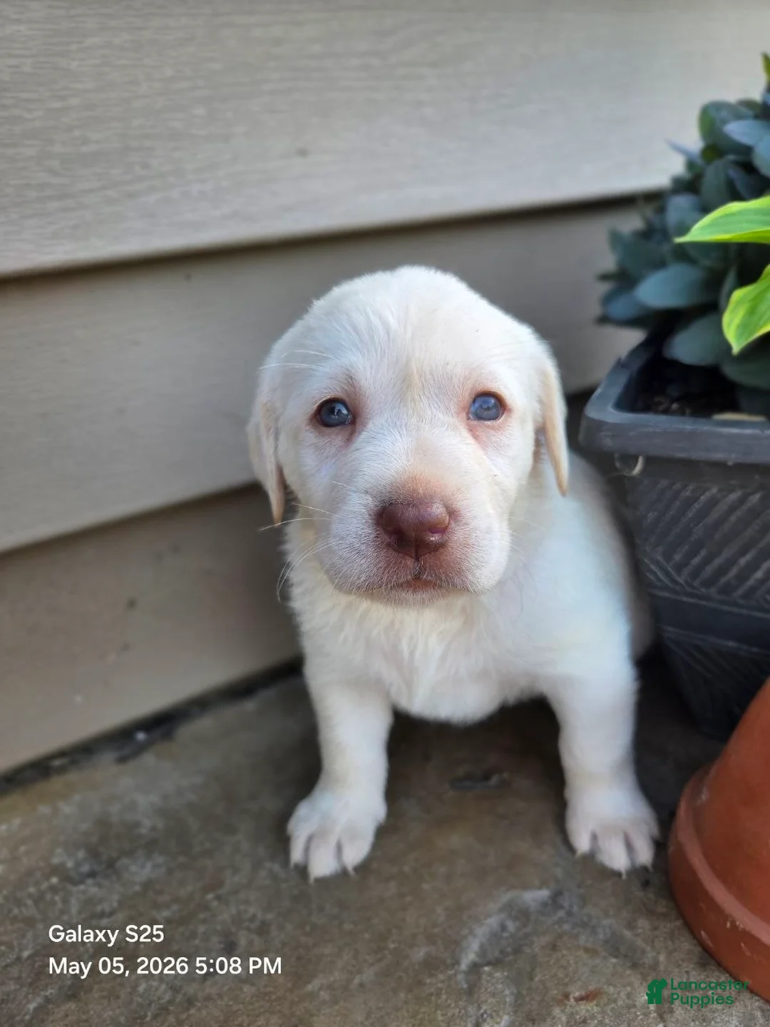 Labrador Retriever dogs for sale: Snow white  - Ad 1