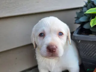 Labrador Retriever dogs for sale: Snow white - Ad 2
