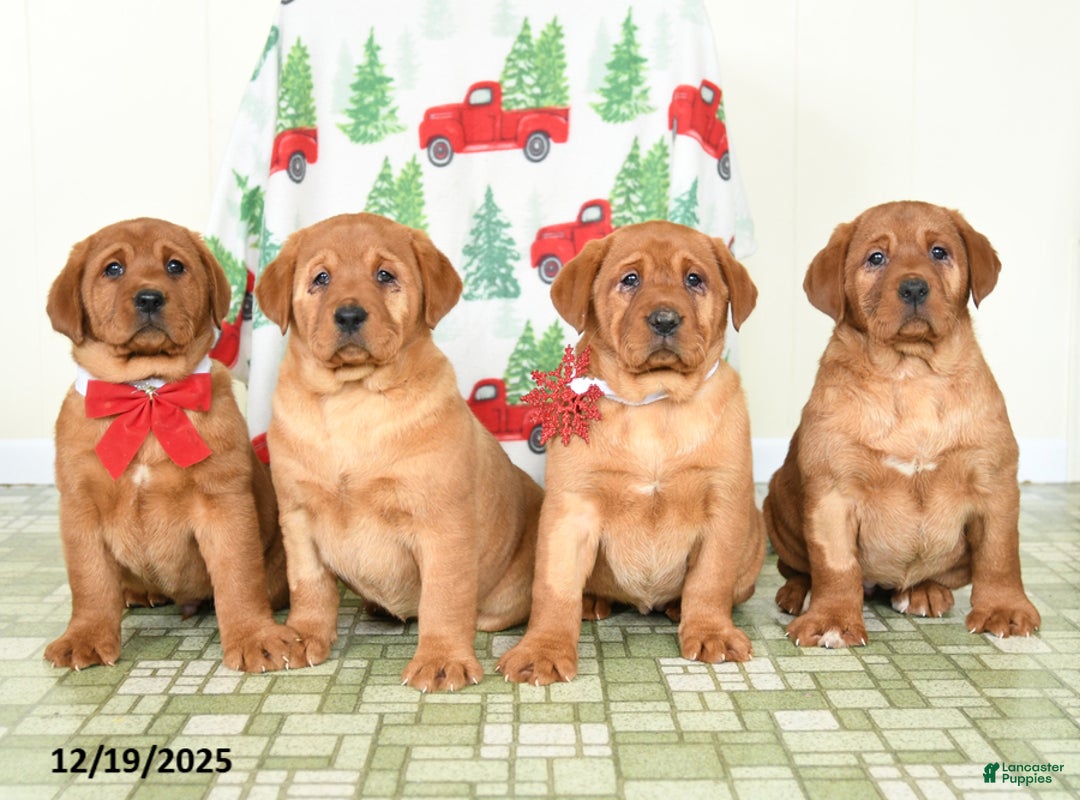 Labrador Retriever dogs for sale: Joy - Ad 2