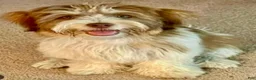 Havapoo dogs for sale: Teacup Torie - Ad 8