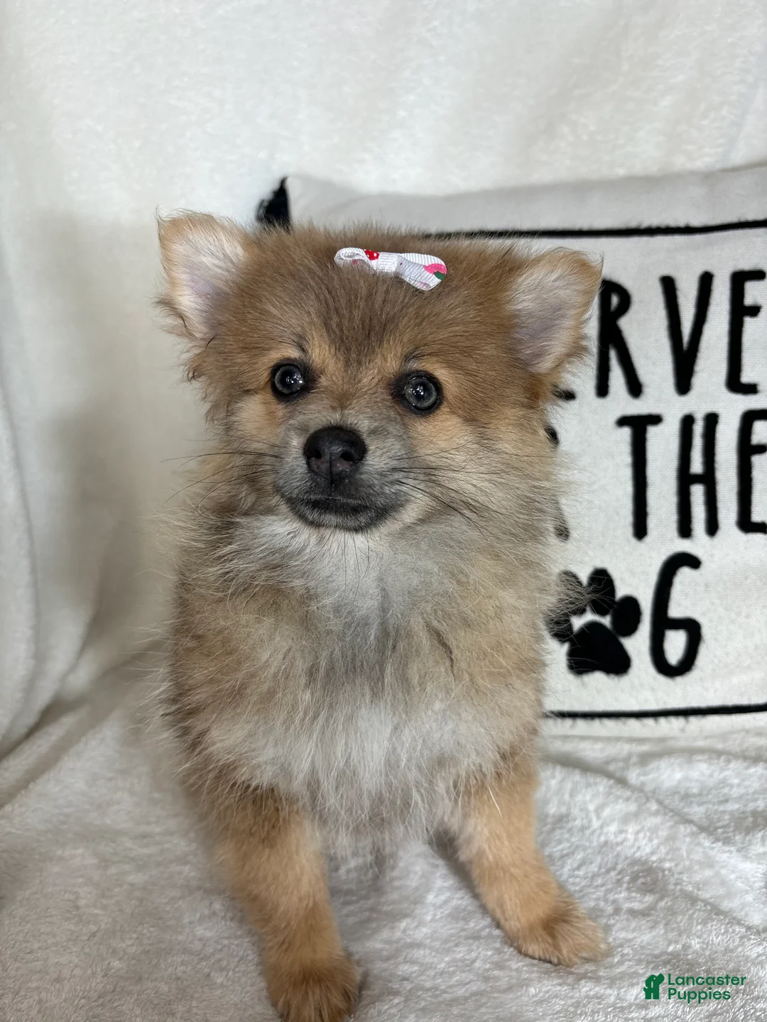 Pomeranian dogs for sale: Penelope - Ad 1