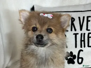 Pomeranian dogs Penelope - Ad 32