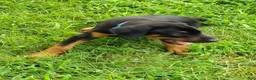 Doberman Pinscher dogs for sale: Doberman Pinscher / Blue - Ad 4