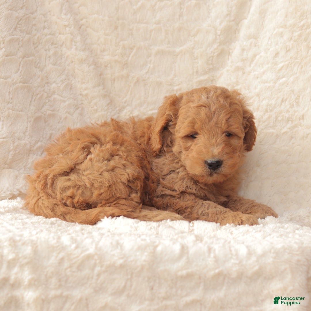 Mini Goldendoodle dogs for sale: Rusty - Ad 4