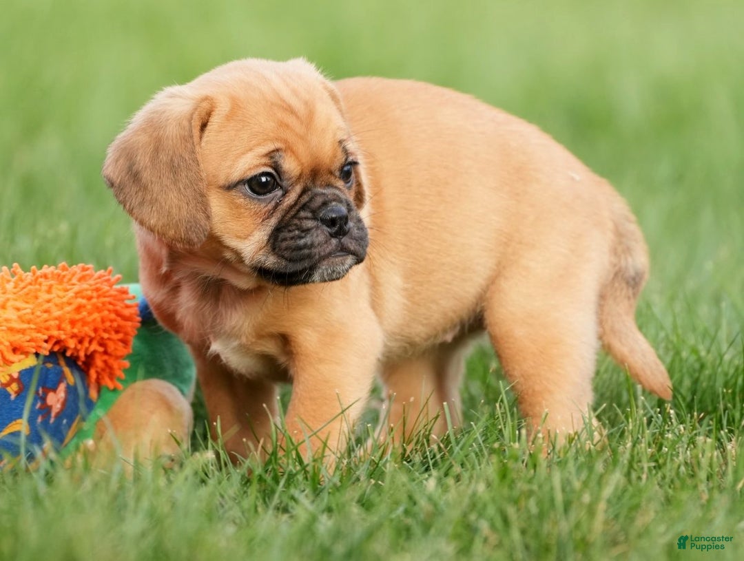 Puggle dogs for sale: Ripley - Ad 3