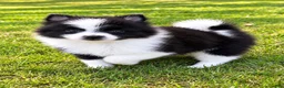 Pomeranian dogs for sale: Pomeranian  - Ad 3