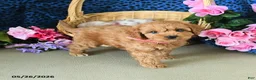Cavapoo dogs for sale: Carol  - Ad 5